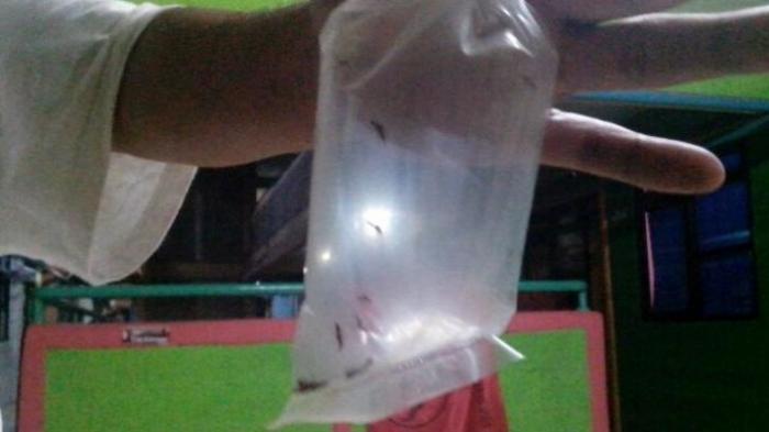 &#91;Tomcat is Back&#93; Tomcat serang penghuni Rusun Daan Mogot Jakarta