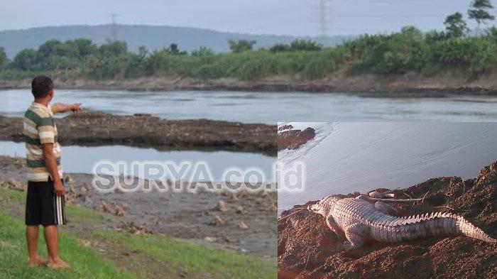 Terganggu Lumpur Lapindo, Buaya Muara Pindah ke Kali Porong