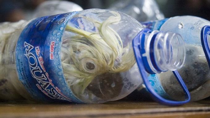 penyelundup-ini-memasukkan-burung-kakatua-jambul-kuning-dalam-botol-mineral