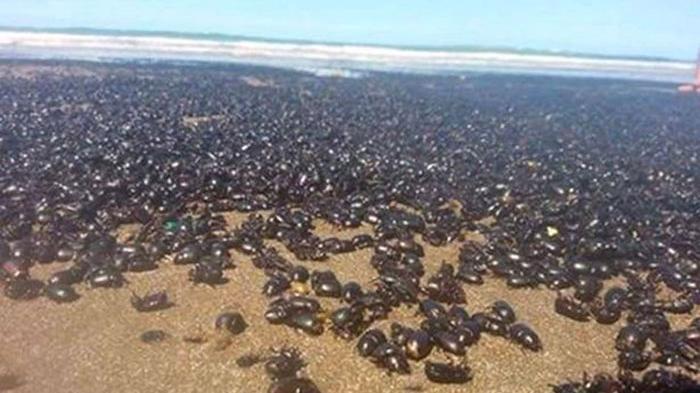 Geger Jutaan Kumbang Menyerbu Pantai, Penduduk: 'Ini Pertanda Kiamat'
