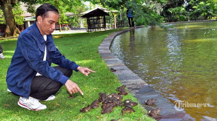 Jokowi dan Kodok Bullfrog di Istana Bogor