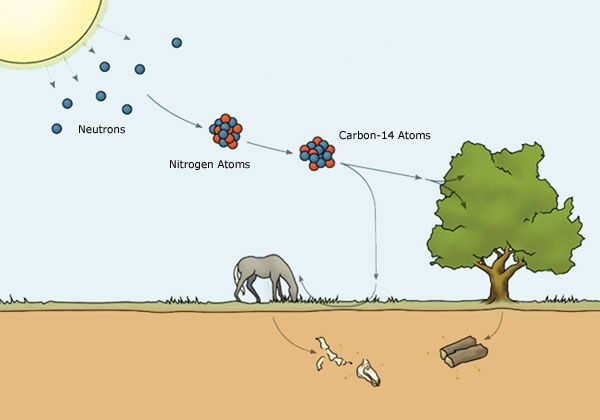 young-earth-creationism-penanggalan-karbon-14