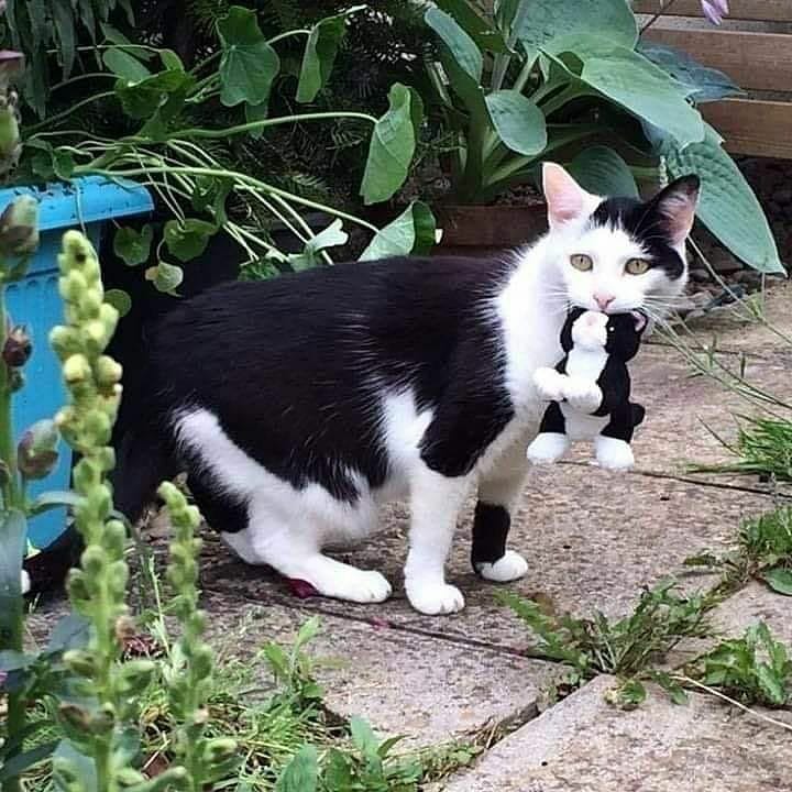 Potret lucu momen pas kucing dengan benda sekitar bikin ketawa geli