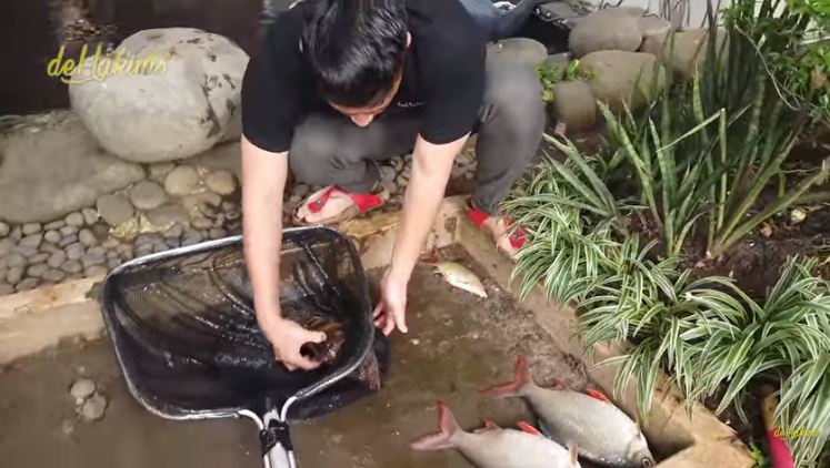 Irfan Hakim Kehilangan Ikan Ratusan Juta
