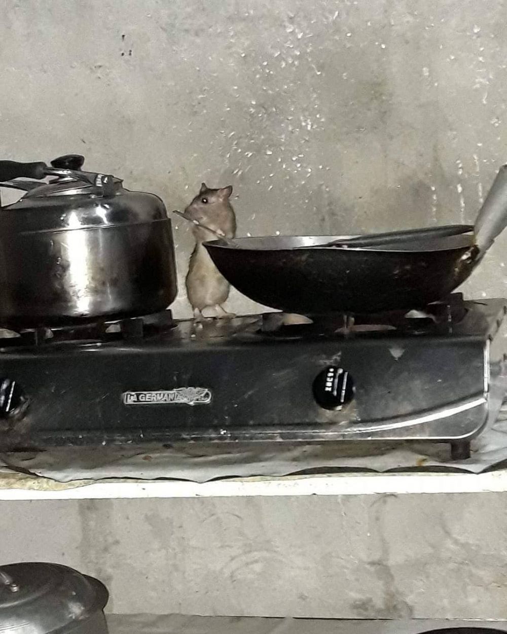 Momen apes waktu masak ini bikin kesal tapi kocak