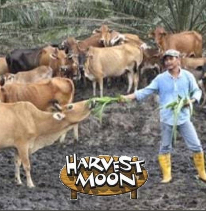10 Foto Harvest Moon Di Kehidupan Nyata
