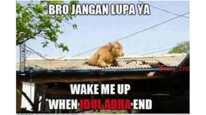 10 Meme Lucu Sapi Jelang Idul Adha Ini Bikin Auto Ngakak!