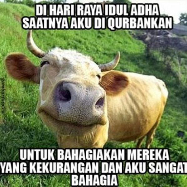 10 Meme Lucu Sapi Jelang Idul Adha Ini Bikin Auto Ngakak!