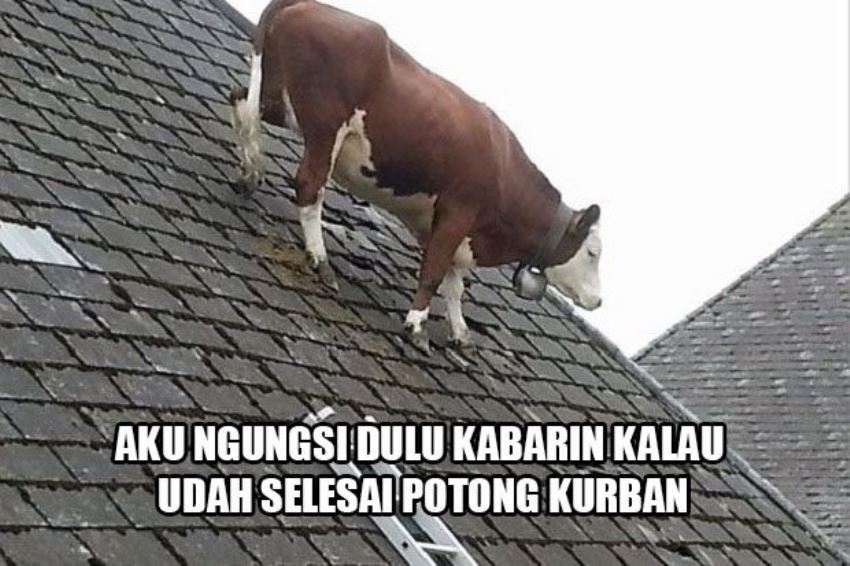 10 Meme Lucu Sapi Jelang Idul Adha Ini Bikin Auto Ngakak!