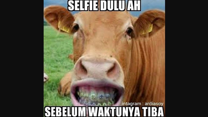 10 Meme Lucu Sapi Jelang Idul Adha Ini Bikin Auto Ngakak!
