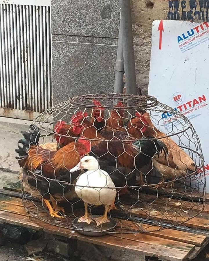 10 FOTO HEWAN PELIHARAAN LEPAS INI BIKIN TERPINGKAL JUNGKIR BALIK