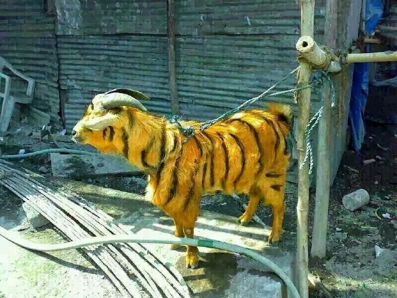 10 FOTO HEWAN PELIHARAAN LEPAS INI BIKIN TERPINGKAL JUNGKIR BALIK