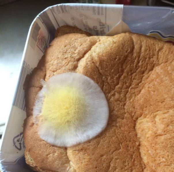 BIKIN NGILER, 10 REPLIKA MAKANAN INI MIRIP BANGET ASLINYA