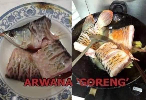 ABSURD GILA! ORANG INI MASAK IKAN HIAS JADI LAUK, BIKIN TEPUK PERUT