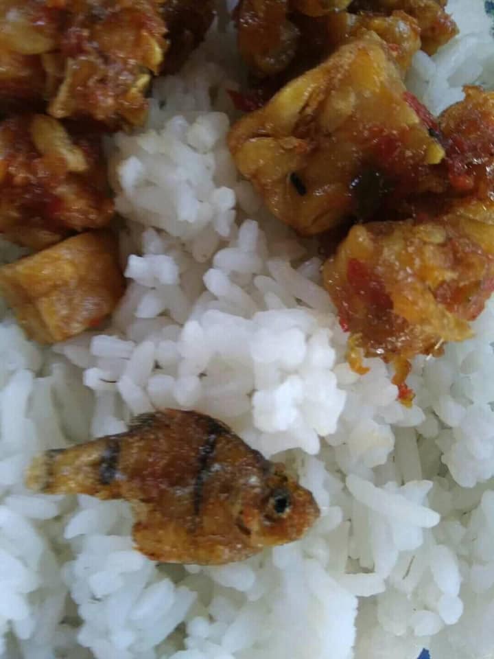 ABSURD GILA! ORANG INI MASAK IKAN HIAS JADI LAUK, BIKIN TEPUK PERUT