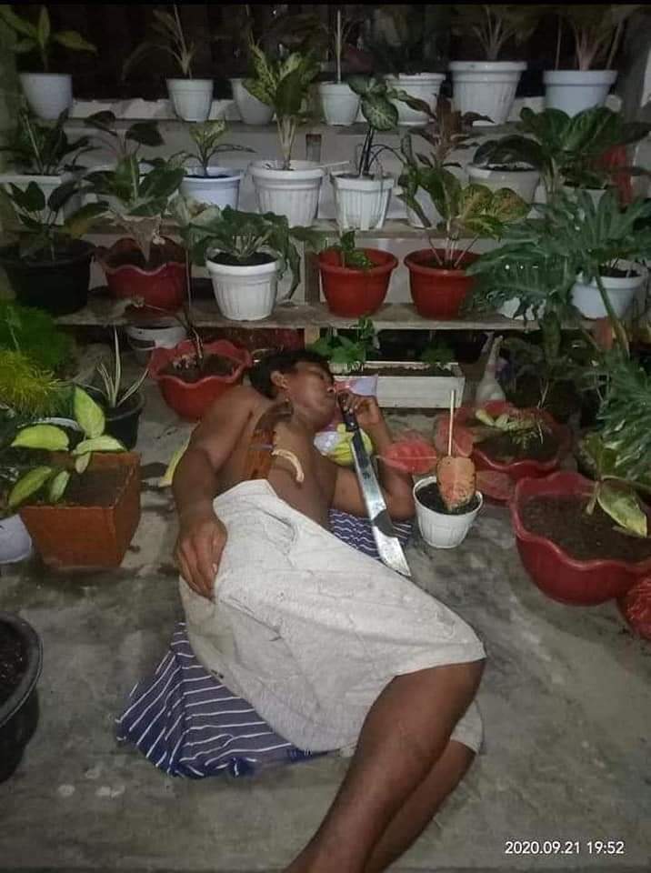 Tingkah lucu ketika orang sudah telanjur cinta tanaman hias, kocak Bikin Sakit Perut