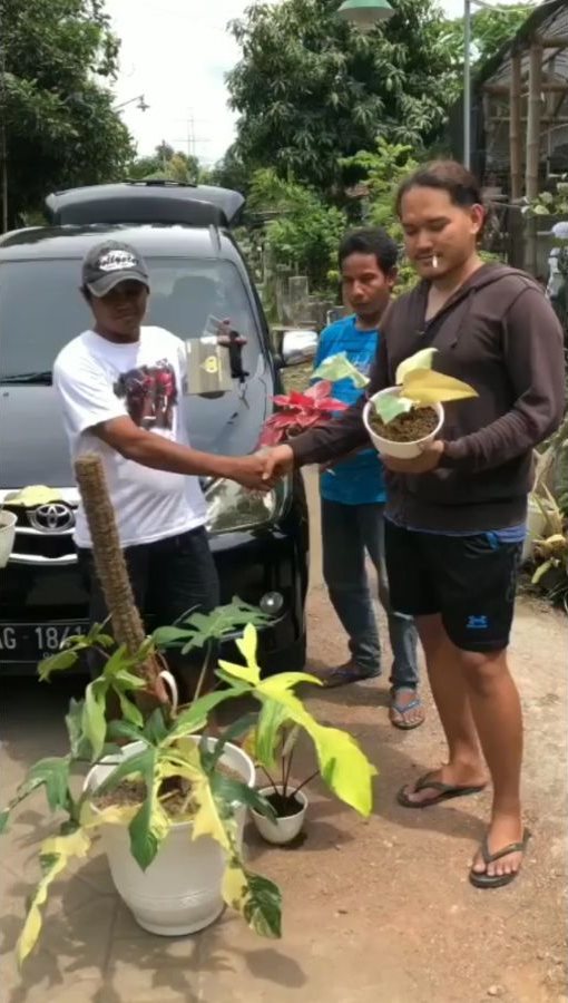 Tingkah lucu ketika orang sudah telanjur cinta tanaman hias, kocak Bikin Sakit Perut