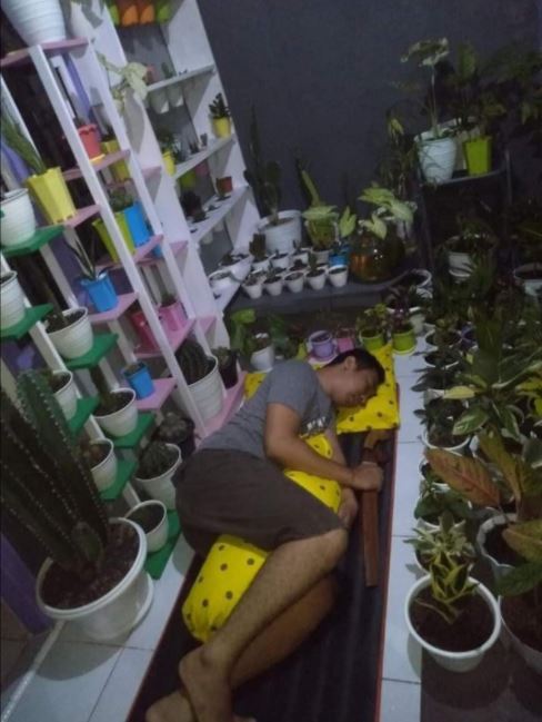 Tingkah lucu ketika orang sudah telanjur cinta tanaman hias, kocak Bikin Sakit Perut