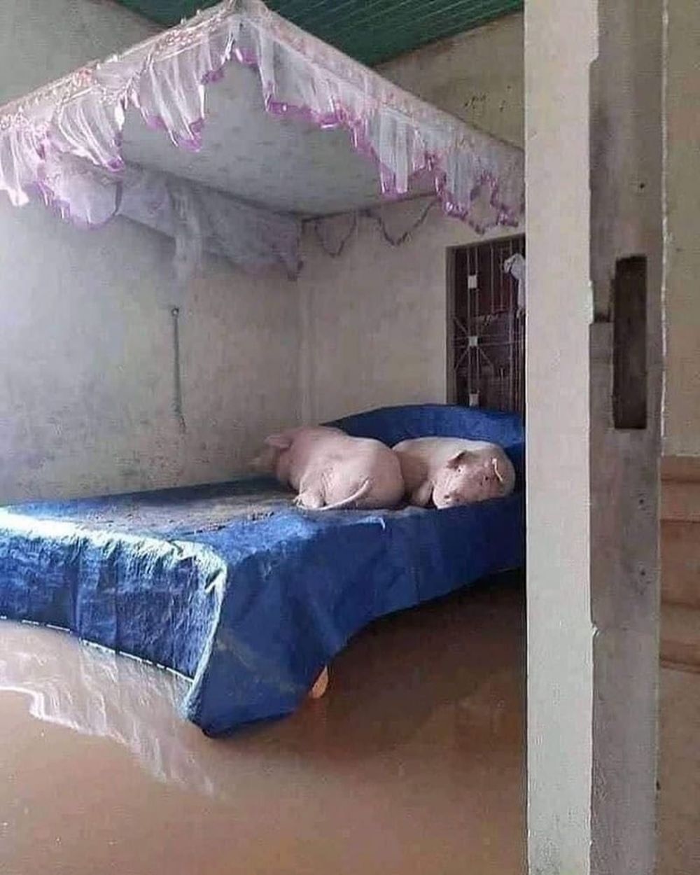 Potret kasur absurd ini bentuknya bikin gagal paham Potret kasur absurd ini bentuknya bikin gagal paham