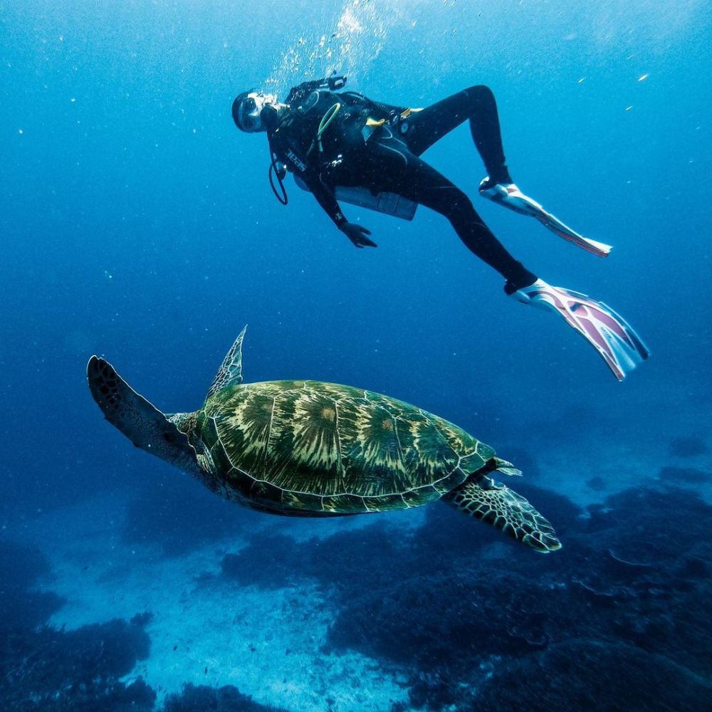 Momen 7 seleb diving di Labuan Bajo, Awkarin bertemu Penyu raksasa