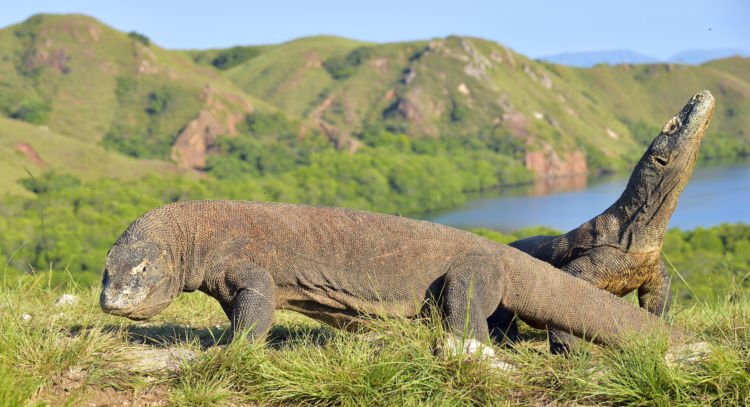 Pemerintah Tak Ingin Komodo Punah, Taman Nasional Komodo Menjadi Eksklusif