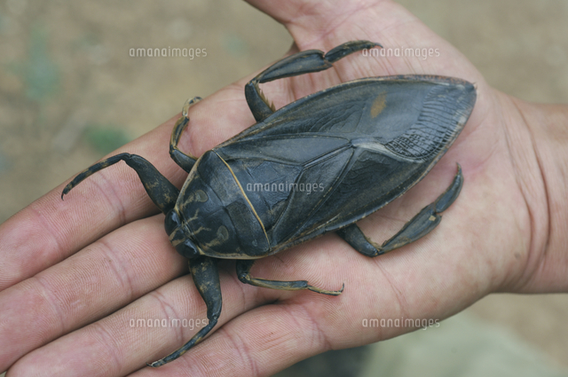 Giant Water Bug, serangga unik yang hidup di Air