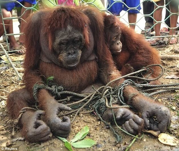 11 Foto bukti kekejaman manusia terhadap binatang,