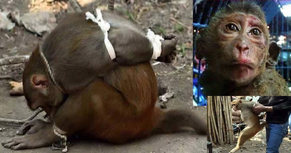 11 Foto bukti kekejaman manusia terhadap binatang,