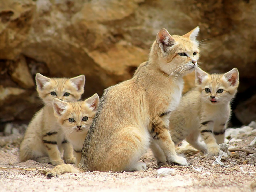 Felis margarita, kucing imut-imut yang berdaun telinga lebar