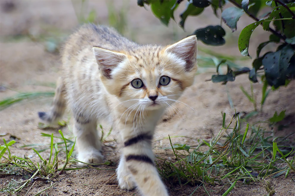 Felis margarita, kucing imut-imut yang berdaun telinga lebar