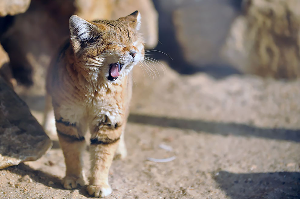 Felis margarita, kucing imut-imut yang berdaun telinga lebar