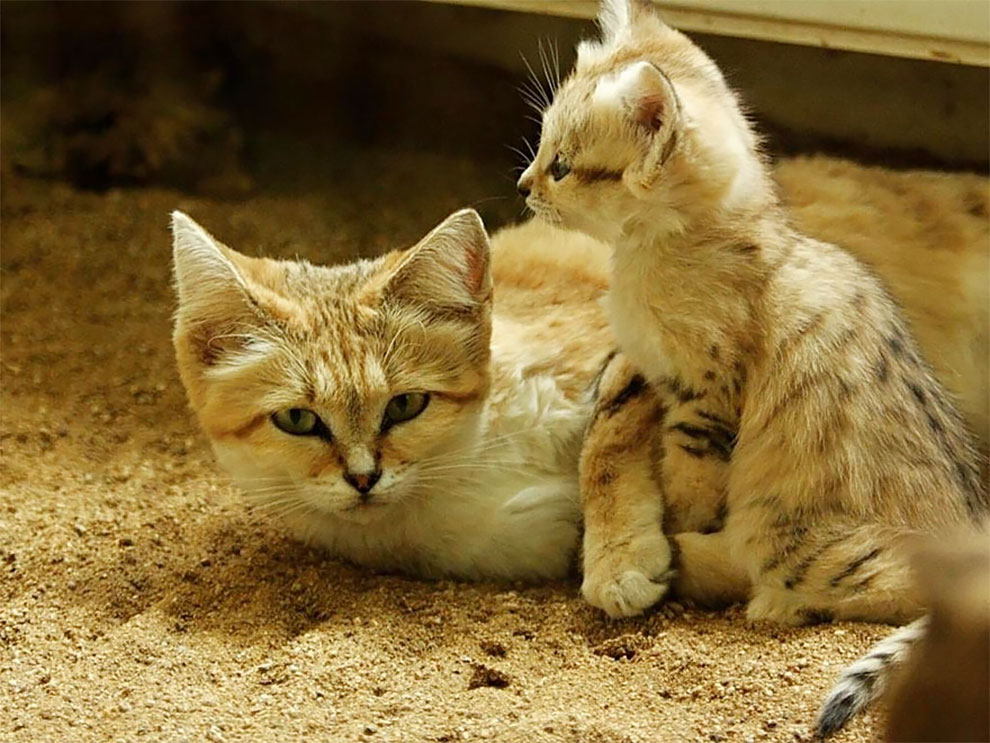 Felis margarita, kucing imut-imut yang berdaun telinga lebar