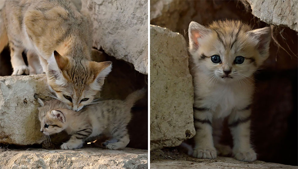 Felis margarita, kucing imut-imut yang berdaun telinga lebar