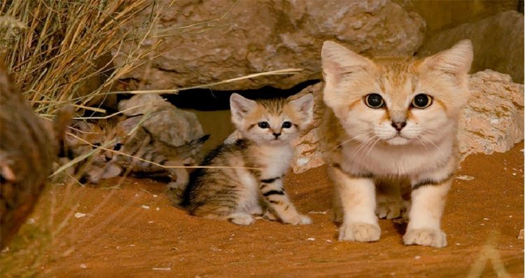 Felis margarita, kucing imut-imut yang berdaun telinga lebar