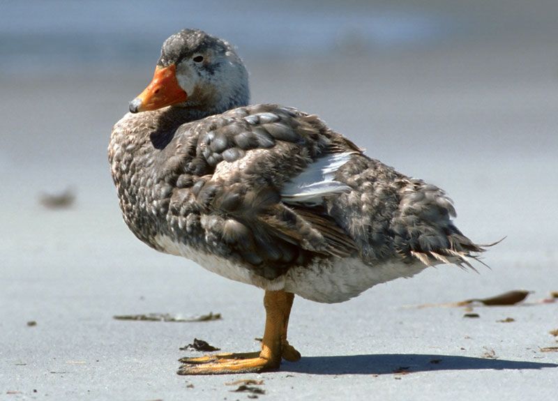 Spesies Burung Ini Terlahir Tidak Untuk Terbang