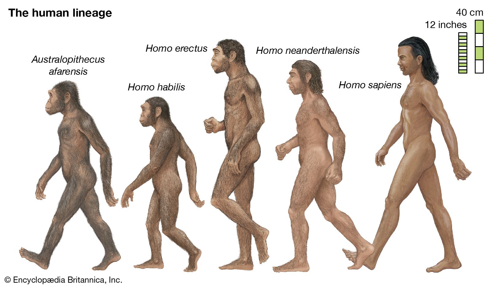 rambut-berguna-atau-bergaya