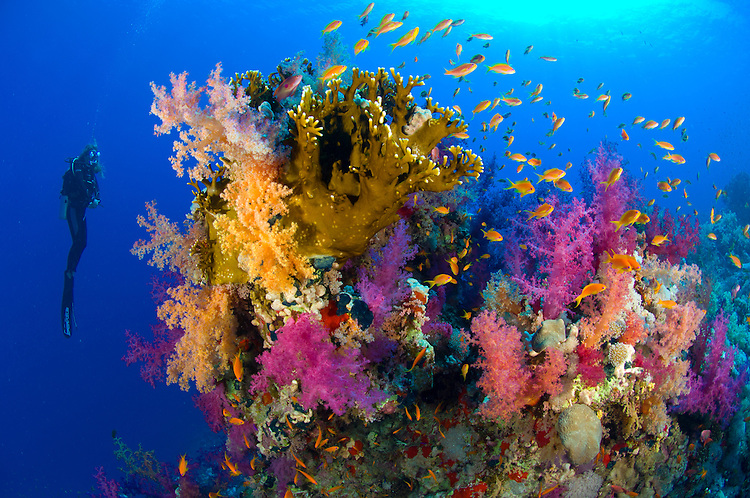 10 Lokasi Diving Paling Hits di Bumi