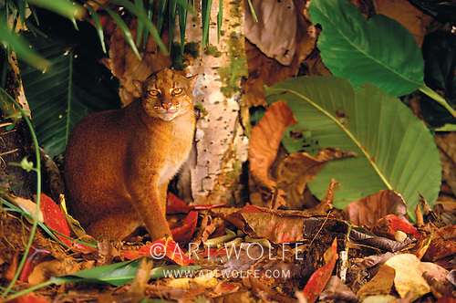 &#91;MEOOONGGG&#93; Temuan Kucing Langka di Hutan Kalimantan