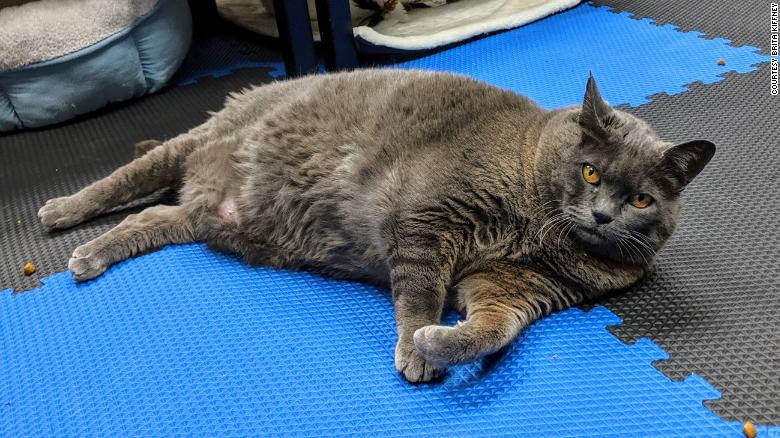 Perkenalkan, ini Cinderblock, Kucing Obesitas yang Punya Misi Menguruskan Badan!