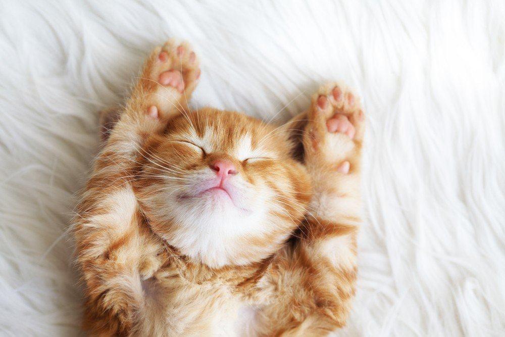 7 Tips Ajak Si Meong Berwisata