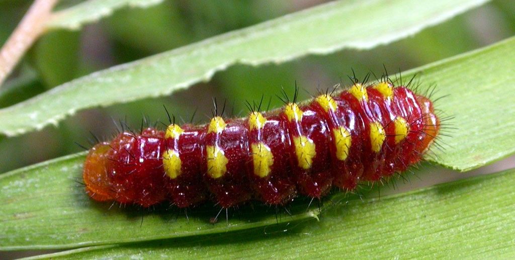 5 Fakta Unik Larva, Kartun Tanpa Dialog yang Punya Banyak Penggemar