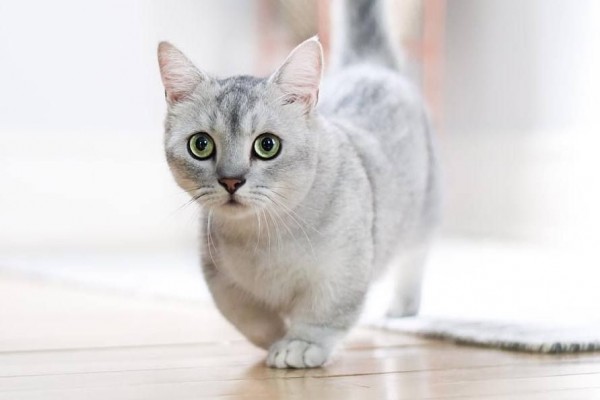 Kucing Munchkin yang Menggemaskan Namun Penuh Kontroversi