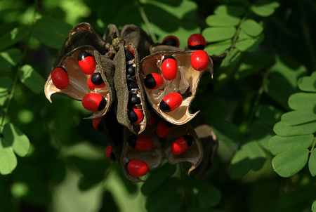 5 Buah yang Terlihat Cantik, Tapi Gak Baik Buat di Konsumsi. Hmm Apa itu?