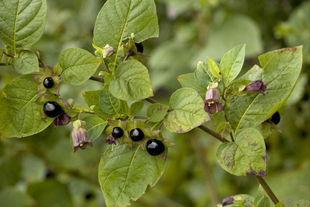 5 Buah yang Terlihat Cantik, Tapi Gak Baik Buat di Konsumsi. Hmm Apa itu?