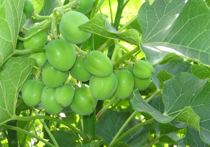 5 Buah yang Terlihat Cantik, Tapi Gak Baik Buat di Konsumsi. Hmm Apa itu?