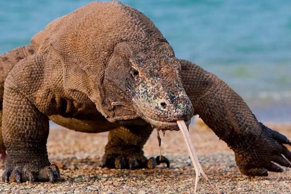 Ada Apa dengan Ditutupnya Pulau Komodo?