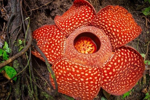 Dari Rempah-Rempah Sampe Berjuang Merebut Kemerdekaan, Ane Bangga Sama Indonesia
