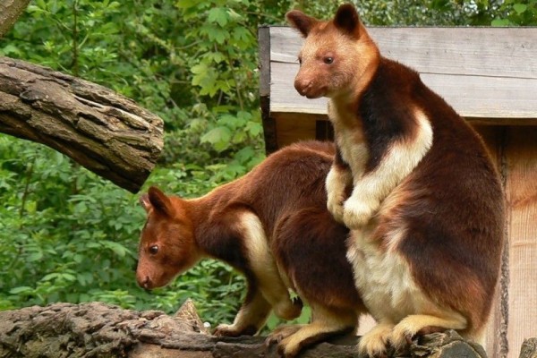 5 Fakta Kanguru Pohon, Hewan Langka Yang Ada Di Papua!