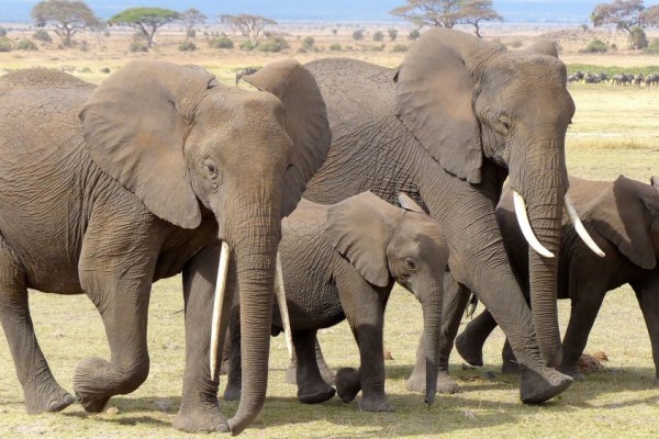 Mengenal Fungsi Gading Gajah yang Panjangnya Bisa Sampai 6 Meter!