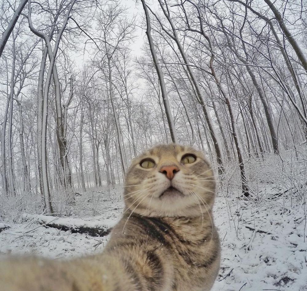 Gemess! Yuk Kenalan Sama Manny The Cat, Kucing yang Jago Selfie